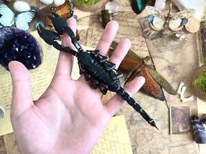 LARGE Heterometrus cyaneus, One Real Giant Indonesian forest scorpion, Taxidermy