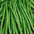 Premium Tendergreen Improved Stringless Bush Bean - Fresh Non-GMO Seed  Popular!