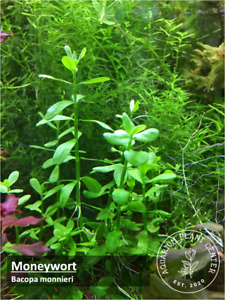 Moneywort, Bacopa monnieri, Live Aquarium/Background/Red Plant, Planted Tank