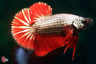 Live Betta Fish Aquarium Copper Red Male Hmpk #F775 Thailand Seller