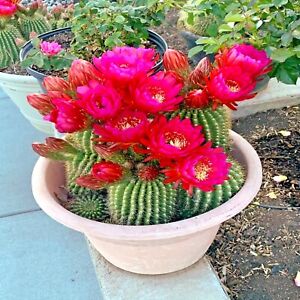 20 Red Torch Flowering Cactus Cacti Seeds 