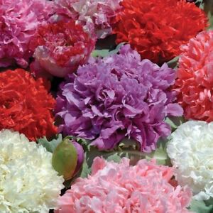 Poppy Peony Double Mixed, 100 Seeds, Beautiful Flowers, Red Pink White Purple