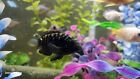 New ListingLIVE Freshwater Jack Dempsey South American Cichlid Fish