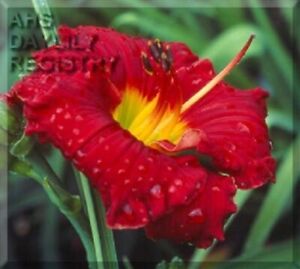 BEYOND EDEN    Daylilies 2 fans Return and multiply yearly World's Finest