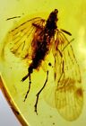 Fossil amber Insect Burmese burmite Cretaceous  rare cicada    Myanmar