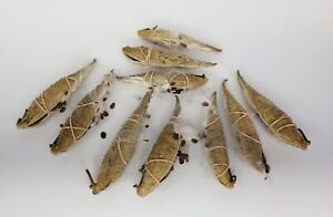 Lot of 10 Mass 2023 Common Milkweed Seeds Pods NOT Cold Stratified HELP MONARCHS