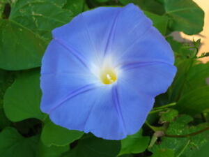SALE - Hirt's Heavenly Blue Morning Glory - 4500 Seeds - UNTREATED/FRESH