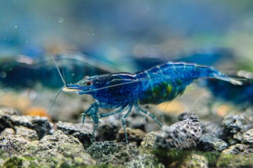 Blue Dream Shrimp-Freshwater Neocaridina Aquarium Shrimp-Pack 10+1  Size 1/2-1''