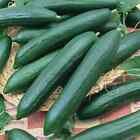 Tendergreen Burpless Cucumber Seeds | Non-GMO | Free Shipping | Seed Store 1062