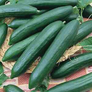 Tendergreen Burpless Cucumber Seeds | Non-GMO | Free Shipping | Seed Store 1062