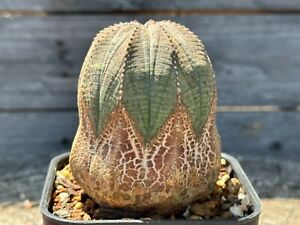 Old Euphorbia Obesa with Nice Patterns Seed Grown Cactus Cacti 3.35