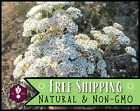 15800+ White Yarrow Seeds, Native Perennial Wildflower Plant Seed for Gardening