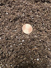 Cypress Row Farm, African Violet Seed Starting Soil Mix 1qt Free Shipping
