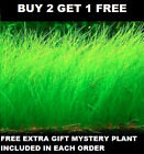 Dwarf Hairgrass Bunch Eleocharis Parvula Aquatic Aquarium Plants BUY2GET1FREE*