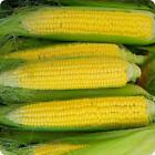 Early  Golden Bantam Sweet Corn   up to 5  lb. + seeds  70 day Non-GMO Heirloom