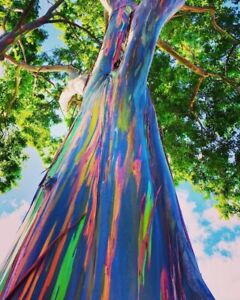1-1000 PCS Rainbow Eucalyptus Tree Seeds Indonesian Gum Mindanao Sarassa 0128