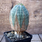 D2716 EUPHORBIA OBESA ARROW OLD pot10-H16-W8 cm MaMa Cactus