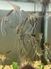 3 Live  fish freshwater angelfish