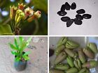 15 Ceylon Cloves Tree Seeds Syzygium Aromaticum for planting dried Seeds Rare