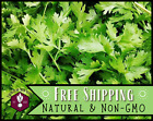 775+ Cilantro Seeds Herb Gardening & Microgreen Seed, Heirloom, Non-GMO, USA