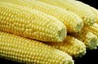 Organic Sweet Corn Seeds Heirloom NON-GMO FRESH stock Nebraska Sweet Corn USA