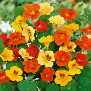 Jewel Mix Nasturtium Flower Seeds | Heirloom | Non-GMO | Fresh Garden Seeds
