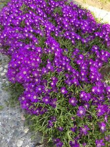 10 cuttings Creeping Ice Plant Purple/Pink Ground Cover RARE Cactus Succulent