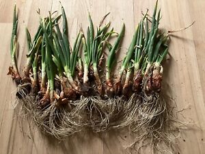 5+ Egyptian Walking Onion Plants Beyond Organic Hardy Zones 3-9