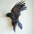 Raven Taxidermy Bird Real Stuffed mount Animal Gothic Tattoo Driftwood