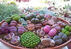 Lithops Vibrant Mix | Living Stones 25+ seeds Free Shipping!
