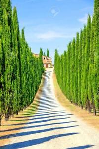 Italian Cypress Seeds for Planting | 50 Seeds | Exotic Evergreen Tree Seeds to G