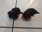 Taxidermy Melanistic  Pheasant Head Lot Of Two