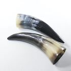 2 Polished Cow Horns #0529 Natural colored