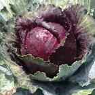 Cabbage  Seeds -Golden Acre - Vegetable seeds - USA Grown -Non GMO