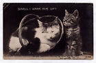New Listing1906 RPPC Cat Kitten Early Real Photo Postcard Basket Shall I Wake Him Up? RARE