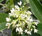 Fragrant Tea Olive ( osmanthus fragrans ) - Live Plant - ( 2.5 QT )