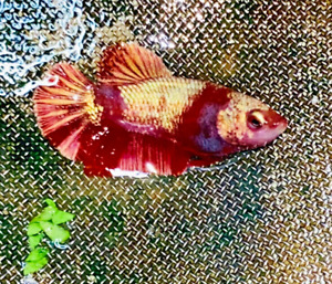 Live Betta Fish HMPK Red Gold Galaxy Female #DD12 From indonesia