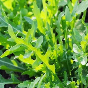 Roquette Arugula Seeds | 500 Seeds | Non-GMO | Free Shipping | Seed Store | 1174