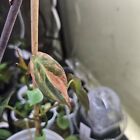 Variegated Micans Philodendron Aurea/ Pink Varigation, Potted Cutting