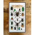 Real Giant Tarantula Spider Insects Scorpion Taxidermy Beetle Rare Bugs Flys