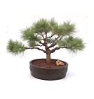 Japanese Red Pine Bonsai Tree Pinus Densiflora Low Glow 52 y.o. 22