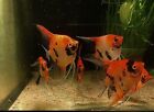 6 Select Koi Angelfish  Pre Breeder Colony Over 7 Mo Old Free overnight shipping