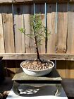 AWESOME! Fantastic Bald Cypress Pre-Bonsai, 8 Years, Strong Trunk