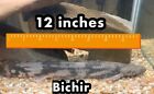 1 Bichir 12 Inches Long ( Polypterus palmas ) - Exotic Big Fish