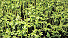 Garden PEPPER CRESS  Seeds - Heirloom - QTY: 1000