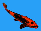 New ListingLive koi fish 11 inch Kin Ki Utsuri female Koibay
