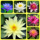 Water Lily seeds Mixed colors Nymphaeaceae New Water Pond Plant up to 80 Seeds