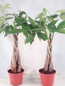 2 Money Tree Live Plants Braided Into Pachira Indoor Tropical Potted