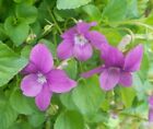 Rare Pink Flower on Common Violet Viola Plant Perennial Shade Woodland