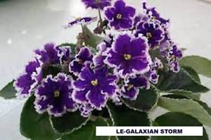 african violet LEAF LE- GALAXIAN STORM Ukrainian